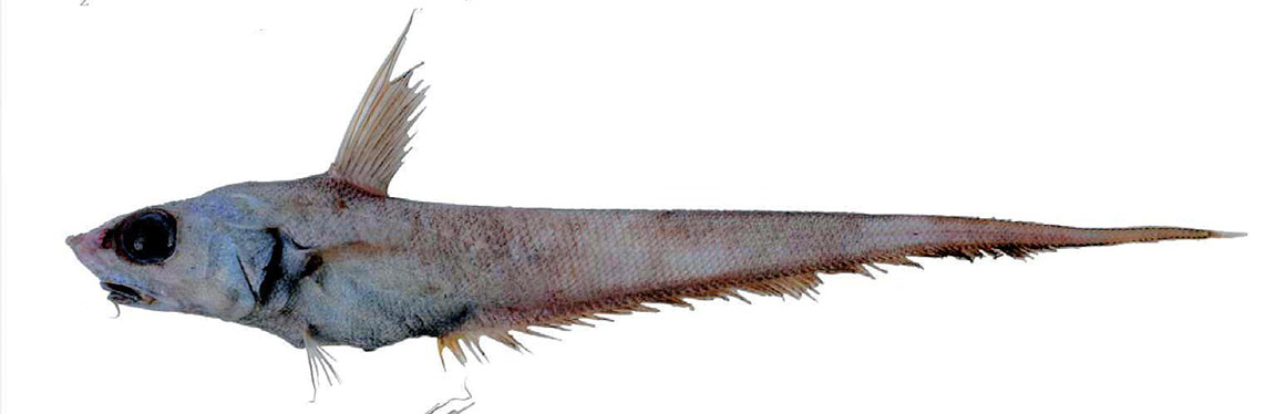 Coryphaenoides guentheri_002223